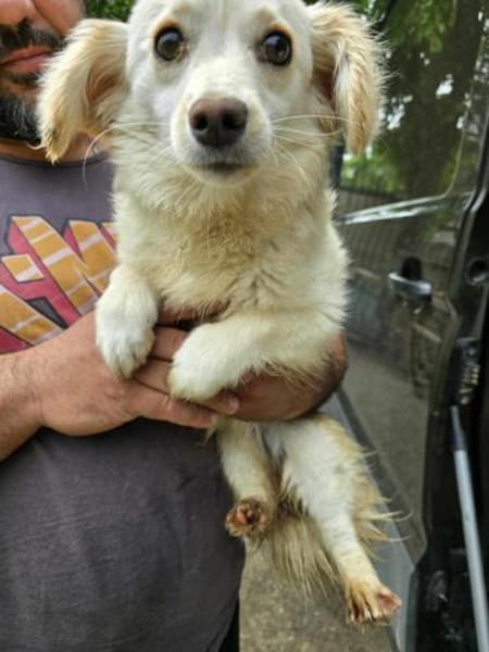 Lilo, eine hübsche kleine Hündin