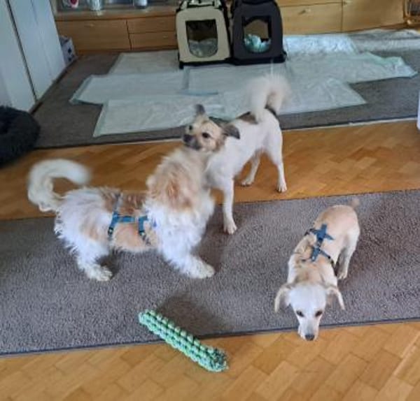 Lilo, eine hübsche kleine Hündin