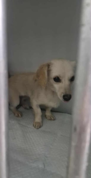 Lilo, eine hübsche kleine Hündin