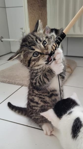 ***ANTON, PÜNKTCHEN und FRIDA!***