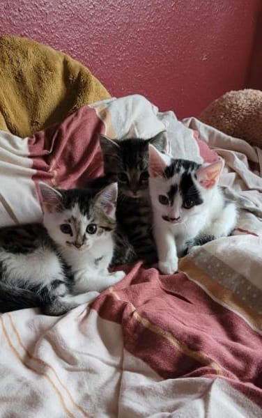 ***ANTON, PÜNKTCHEN und FRIDA!***