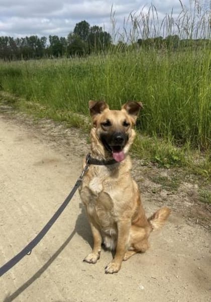 Carlos- besonderer Hund sucht Menschen