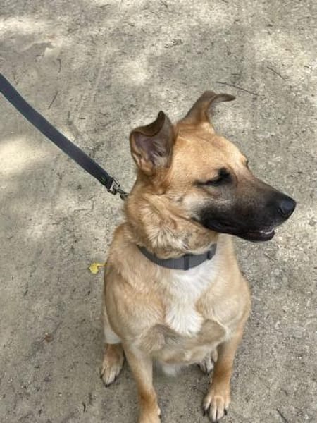 Carlos- besonderer Hund sucht Menschen