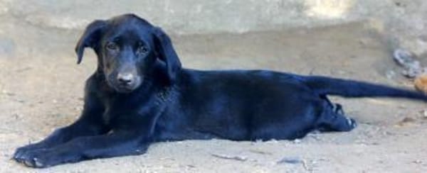 Twinki wartet auf sein Für-Immer-Zuhause