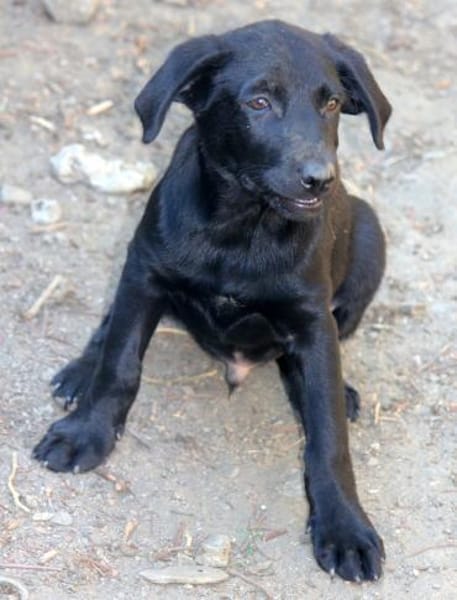 Twinki wartet auf sein Für-Immer-Zuhause