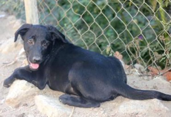 Twinki wartet auf sein Für-Immer-Zuhause