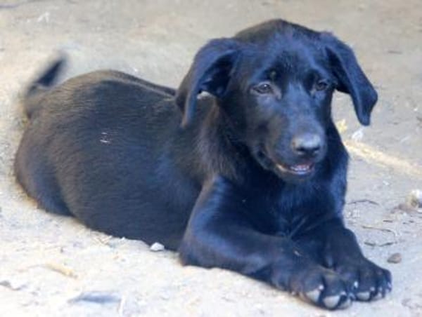 Twinki wartet auf sein Für-Immer-Zuhause