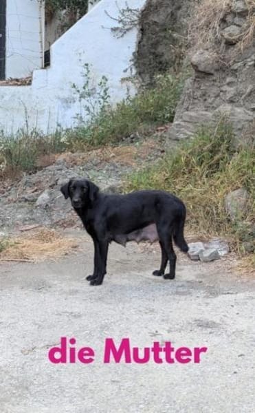 Twinki wartet auf sein Für-Immer-Zuhause