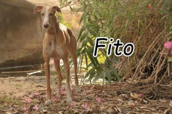 Fito ist auf dem Weg zum Glück