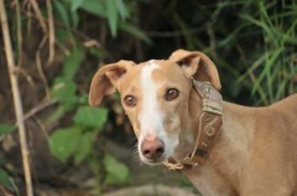 Fito ist auf dem Weg zum Glück