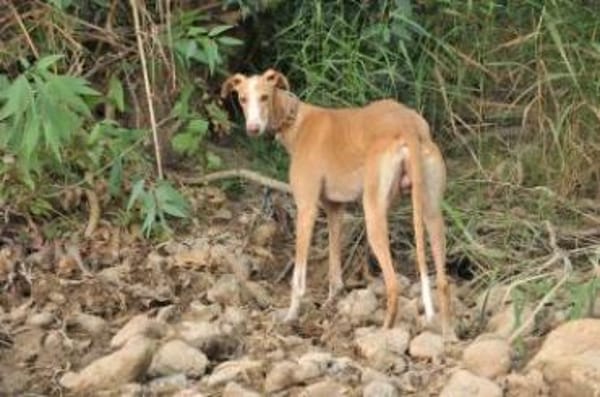 Fito ist auf dem Weg zum Glück