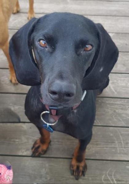 Guillermo - Bracken Mix sucht Familie