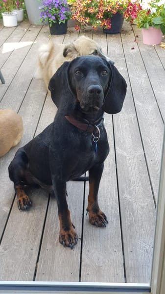 Guillermo - Bracken Mix sucht Familie