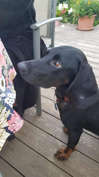 Guillermo - Bracken Mix sucht Familie
