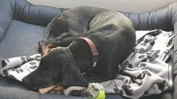 Guillermo - Bracken Mix sucht Familie