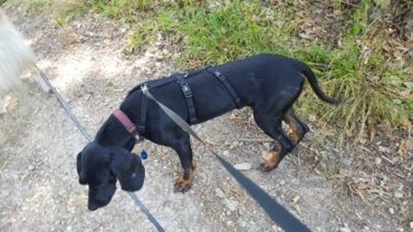 Guillermo - Bracken Mix sucht Familie