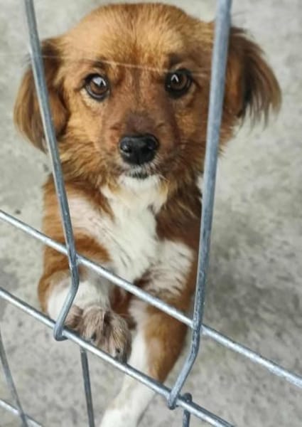 Clementine, süßes Zwerglein