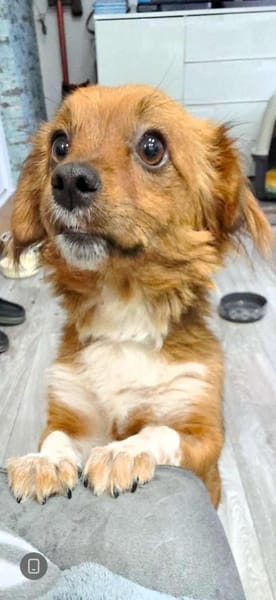 Clementine, süßes Zwerglein