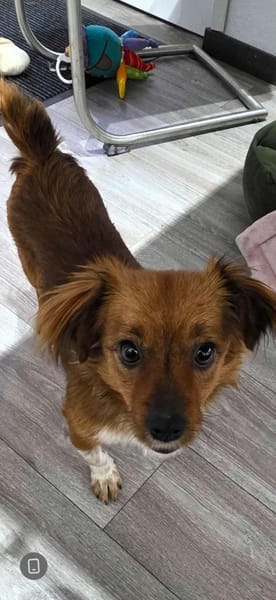 Clementine, süßes Zwerglein