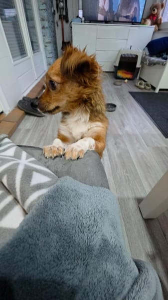 Clementine, süßes Zwerglein