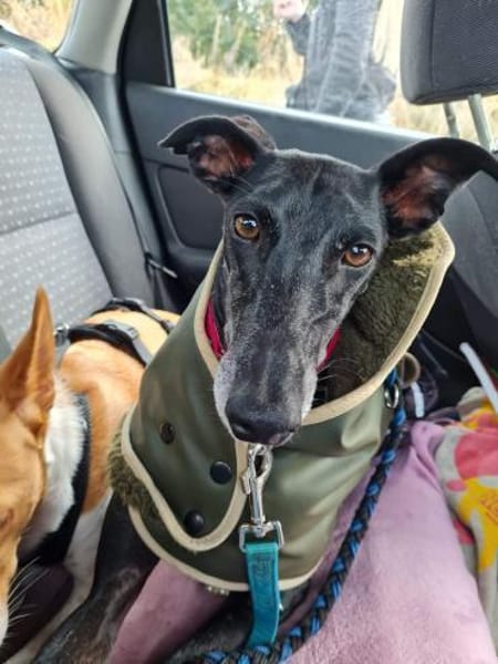 Gretel sucht erfahrene Menschen