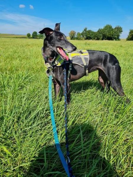 Gretel sucht erfahrene Menschen