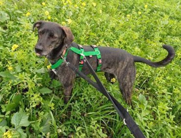 Mia sucht ihre Menschen