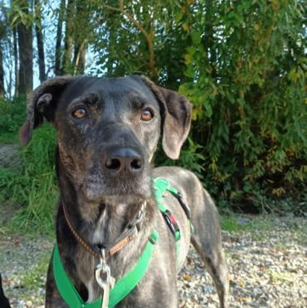 Mia sucht ihre Menschen