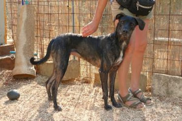 Mia sucht ihre Menschen