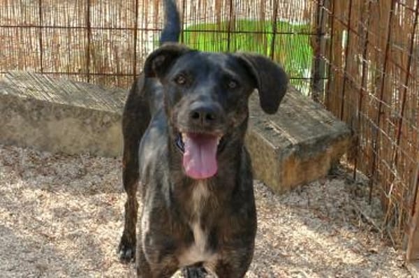 Mia sucht ihre Menschen