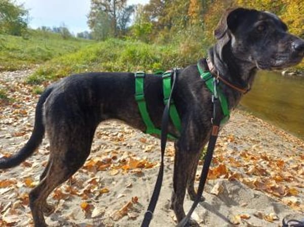 Mia sucht ihre Menschen