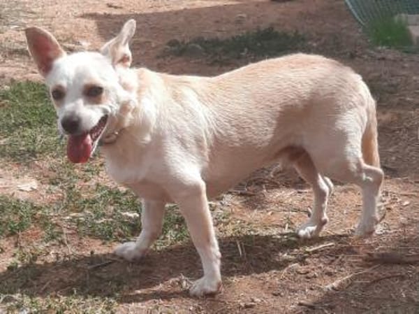 Hier kommen Elvis & Milva