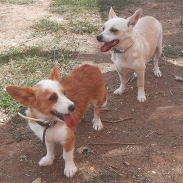 Hier kommen Elvis & Milva