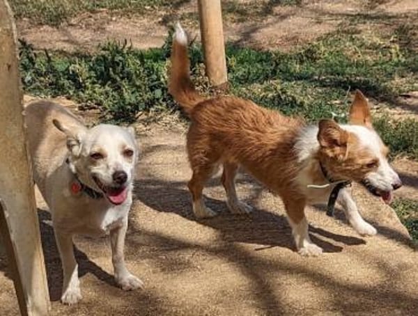 Hier kommen Elvis & Milva