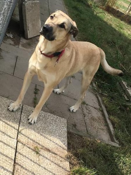 Balu- su. hundeerfahrene Menschen Video