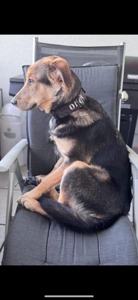 MOJO - freundlich, offen und recht aktiv