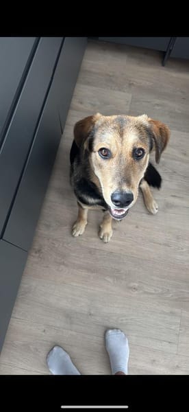 MOJO - freundlich, offen und recht aktiv