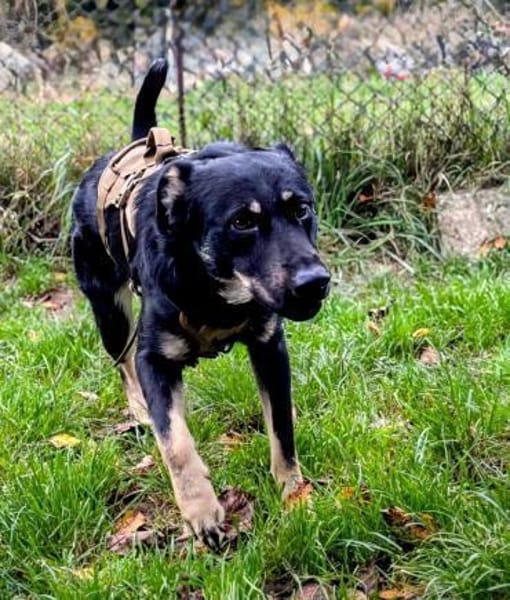 Toller Junghund Cooper 10 Monate jung