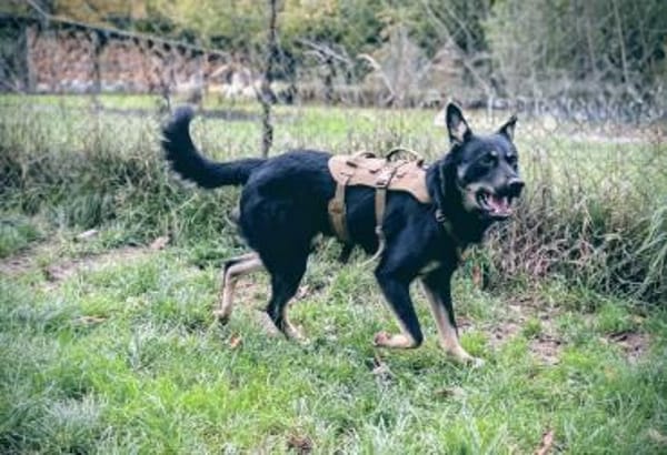 Toller Junghund Cooper 10 Monate jung