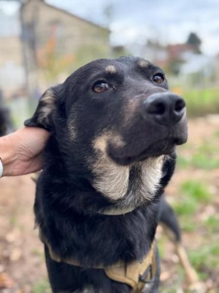 Toller Junghund Cooper 10 Monate jung