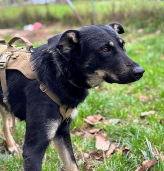 Toller Junghund Cooper 10 Monate jung