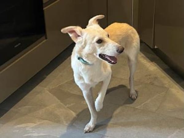 Wird Gas Ihr neues Familienmitglied?