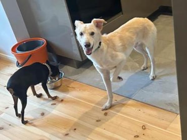 Wird Gas Ihr neues Familienmitglied?