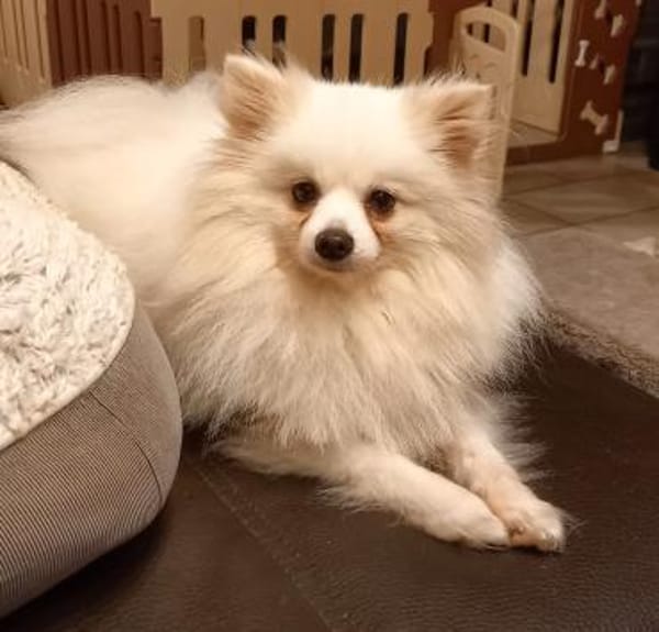 Snowy in 27478 Cuxhaven #