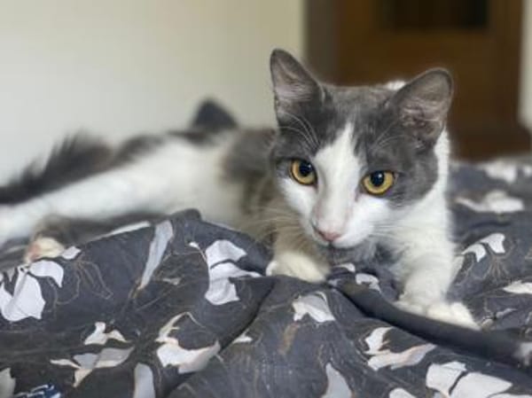 Zuckersüße Pioggia sucht Zuhause