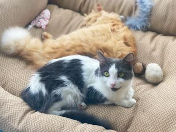 Zuckersüße Pioggia sucht Zuhause