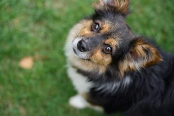 Wer schenkt Luca ein Zuhause?