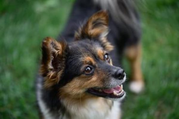 Wer schenkt Luca ein Zuhause?