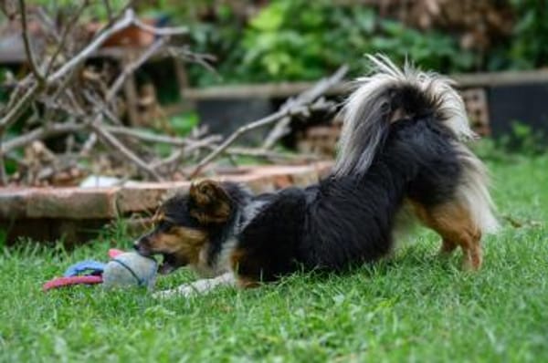 Wer schenkt Luca ein Zuhause?