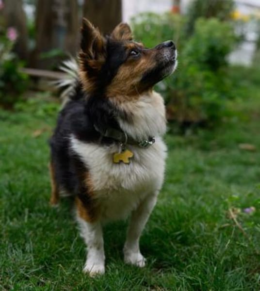 Wer schenkt Luca ein Zuhause?